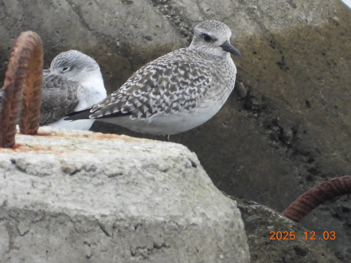 חופזי מנומר - ML647125192
