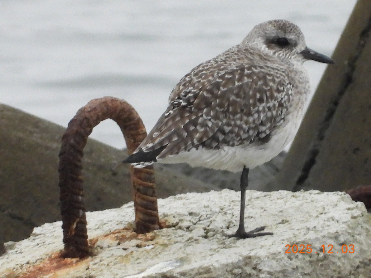 חופזי מנומר - ML647125193