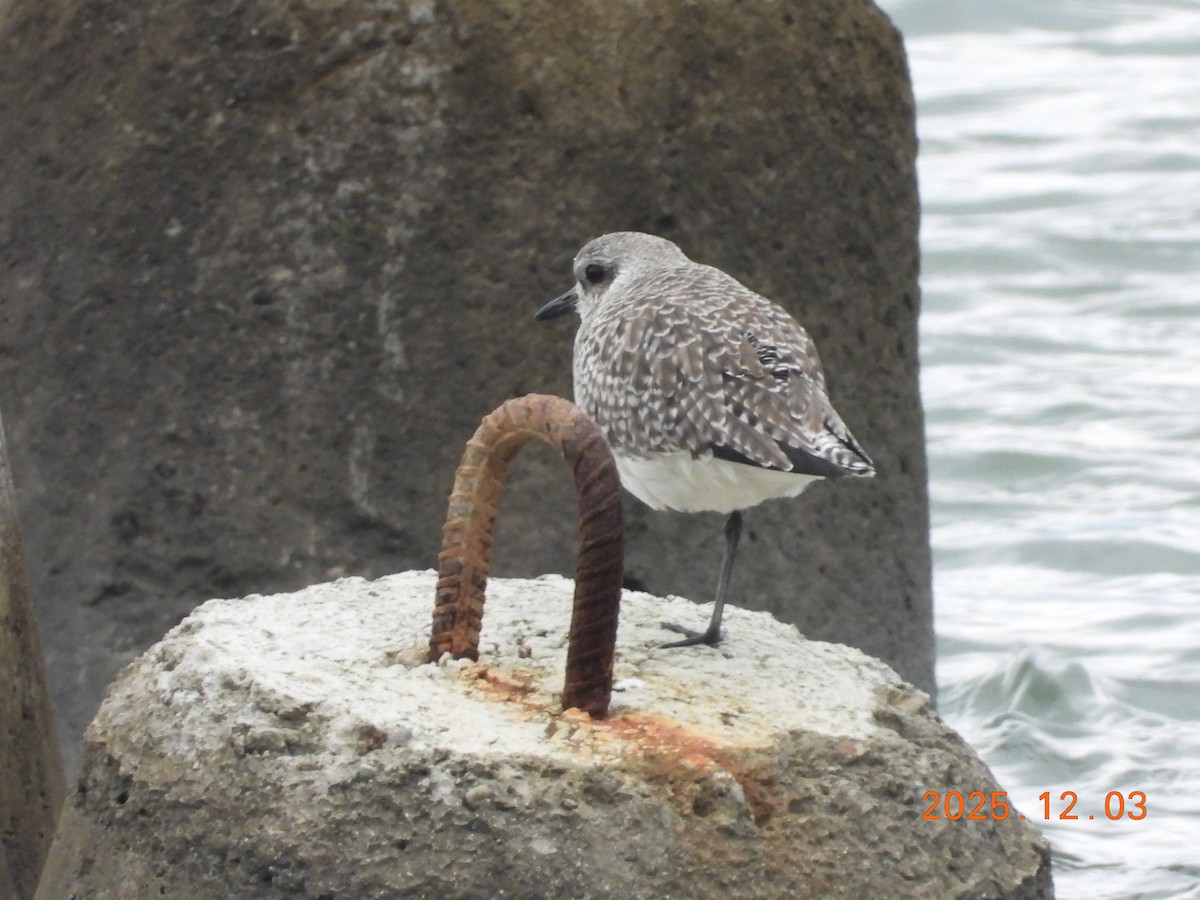 חופזי מנומר - ML647125194