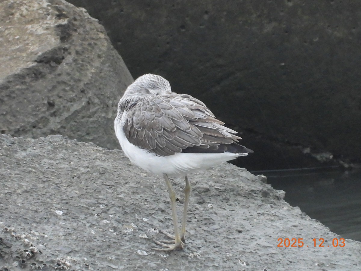ביצנית ירוקת-רגל - ML647125221