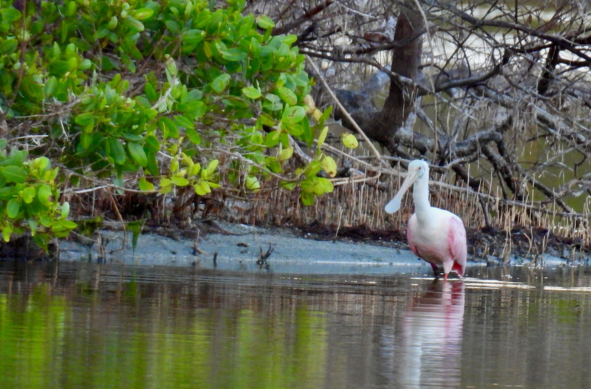 Roseate Spoonbill - ML647125228