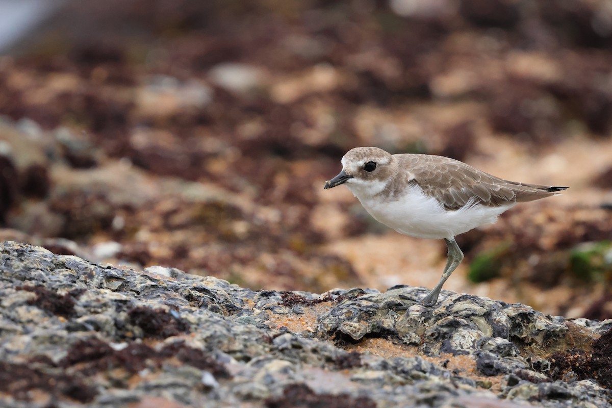 Tibetan Sand-Plover - ML647125231