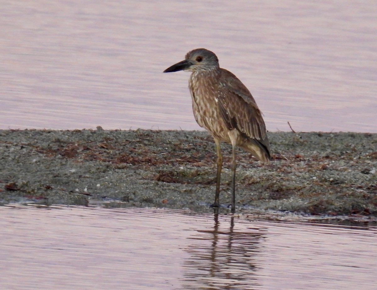 אנפת לילה צהובת-כיפה - ML647125232