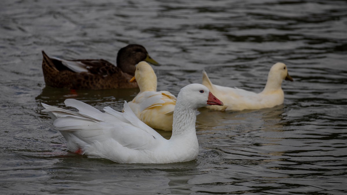 Graylag Goose (Domestic type) - ML647125239