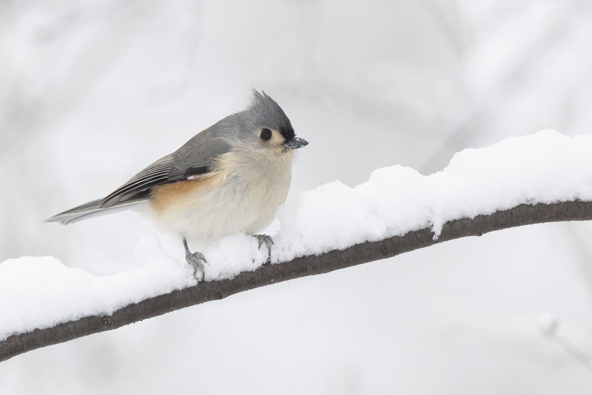 Herrerillo Bicolor - ML647125245