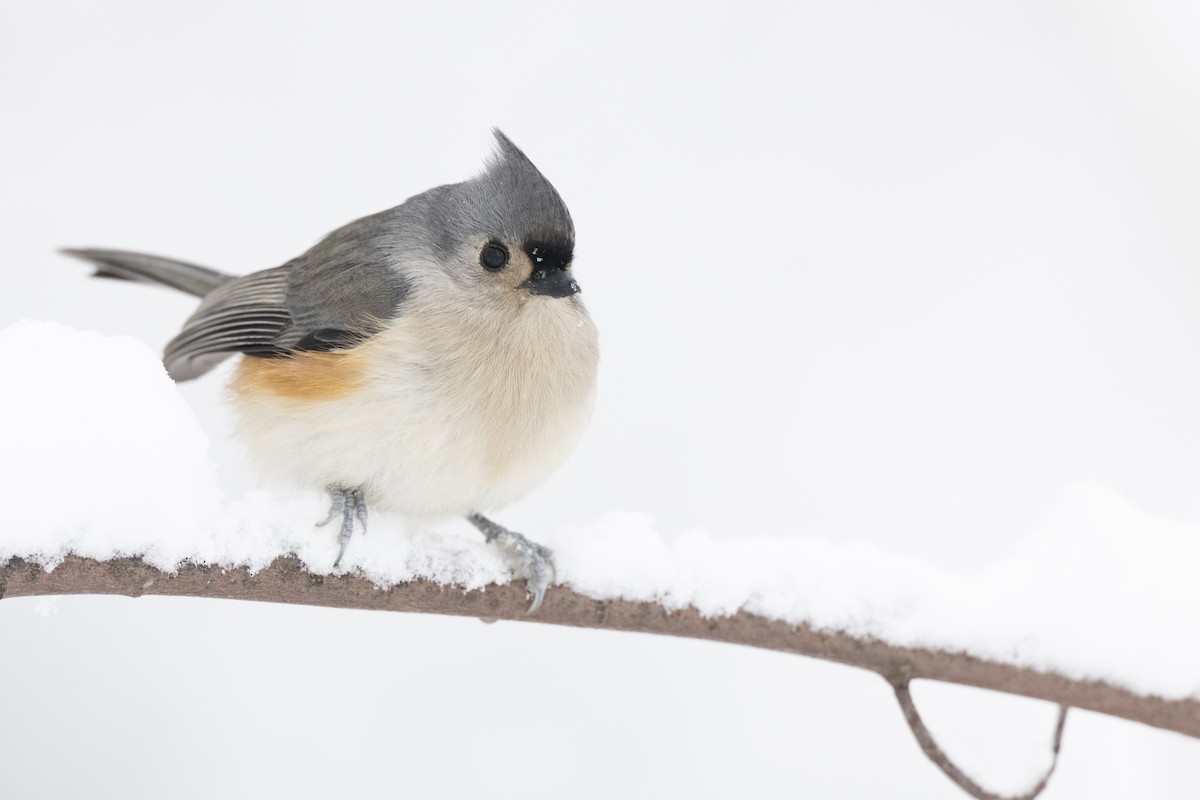 Herrerillo Bicolor - ML647125247