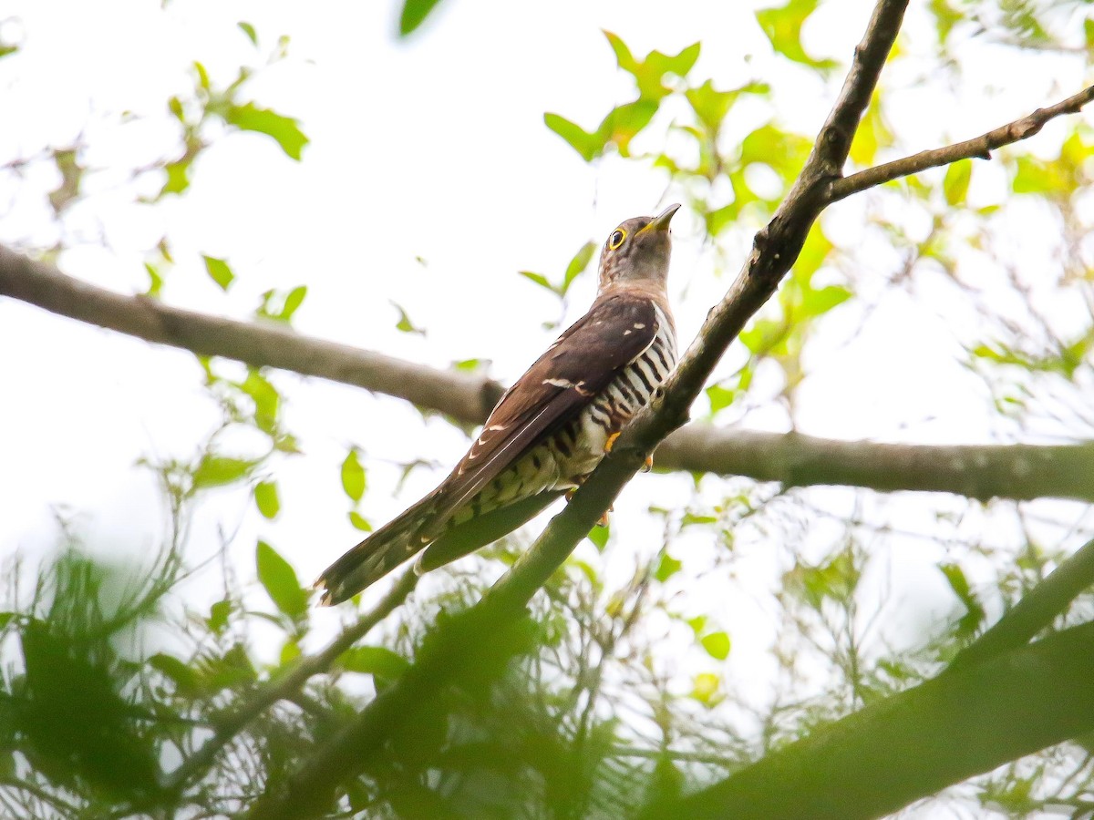 Cuco Alicorto - ML647125248