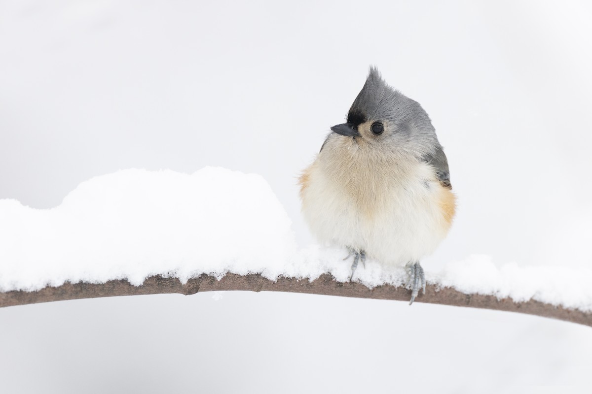 Herrerillo Bicolor - ML647125252