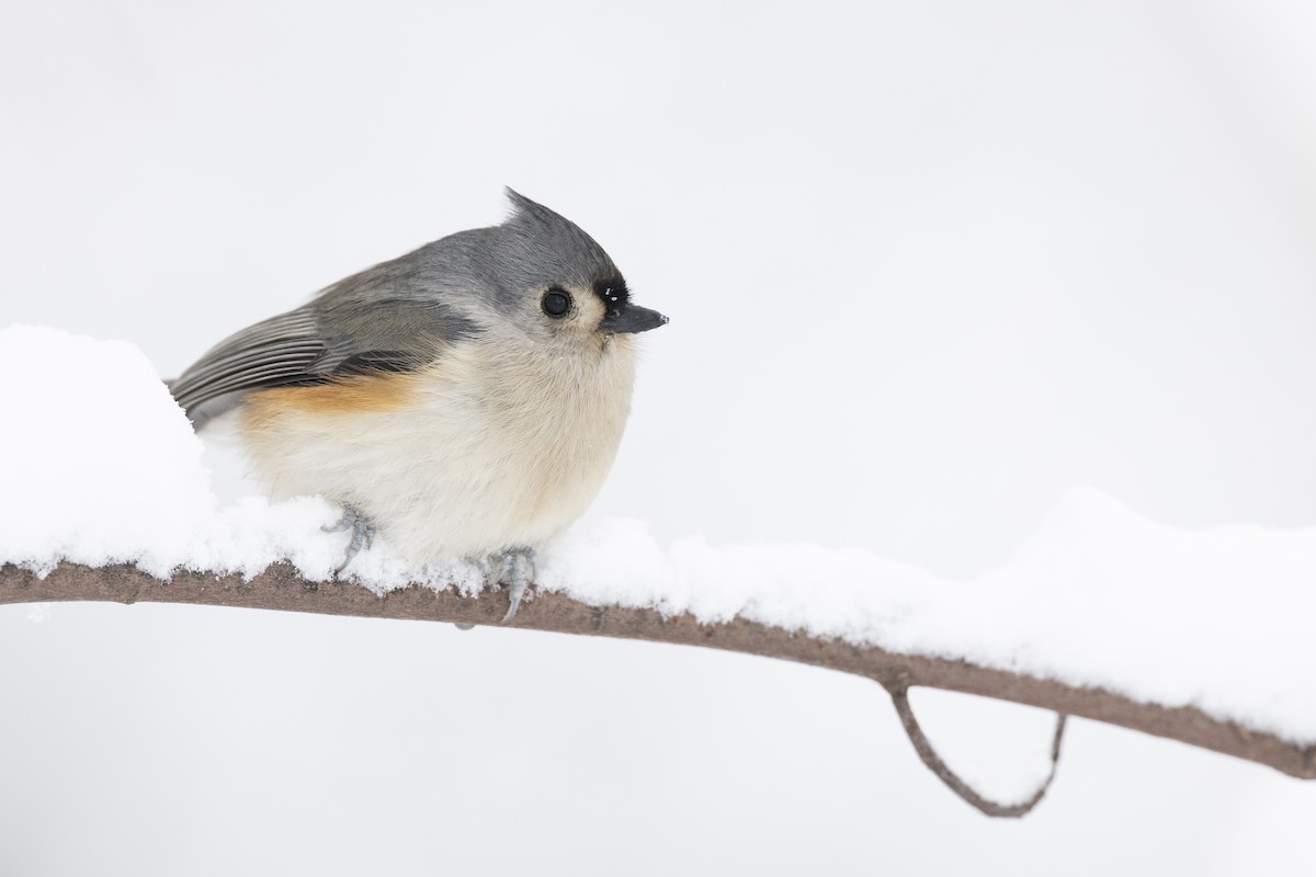 Herrerillo Bicolor - ML647125253