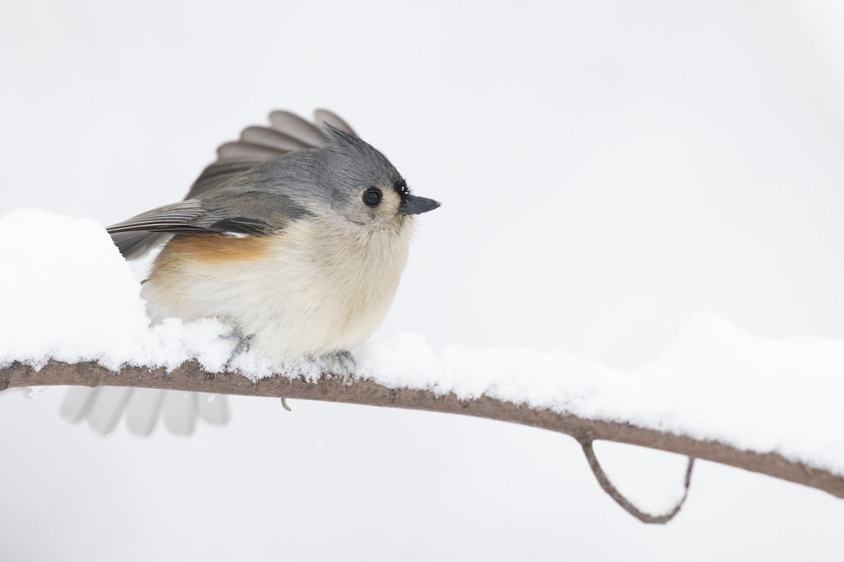 Herrerillo Bicolor - ML647125254