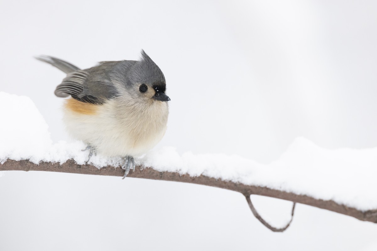 Herrerillo Bicolor - ML647125255