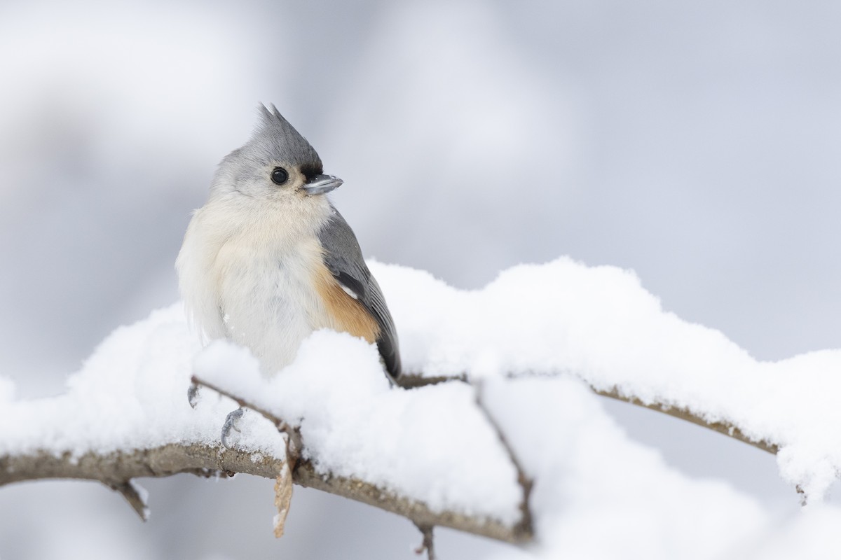 Herrerillo Bicolor - ML647125256