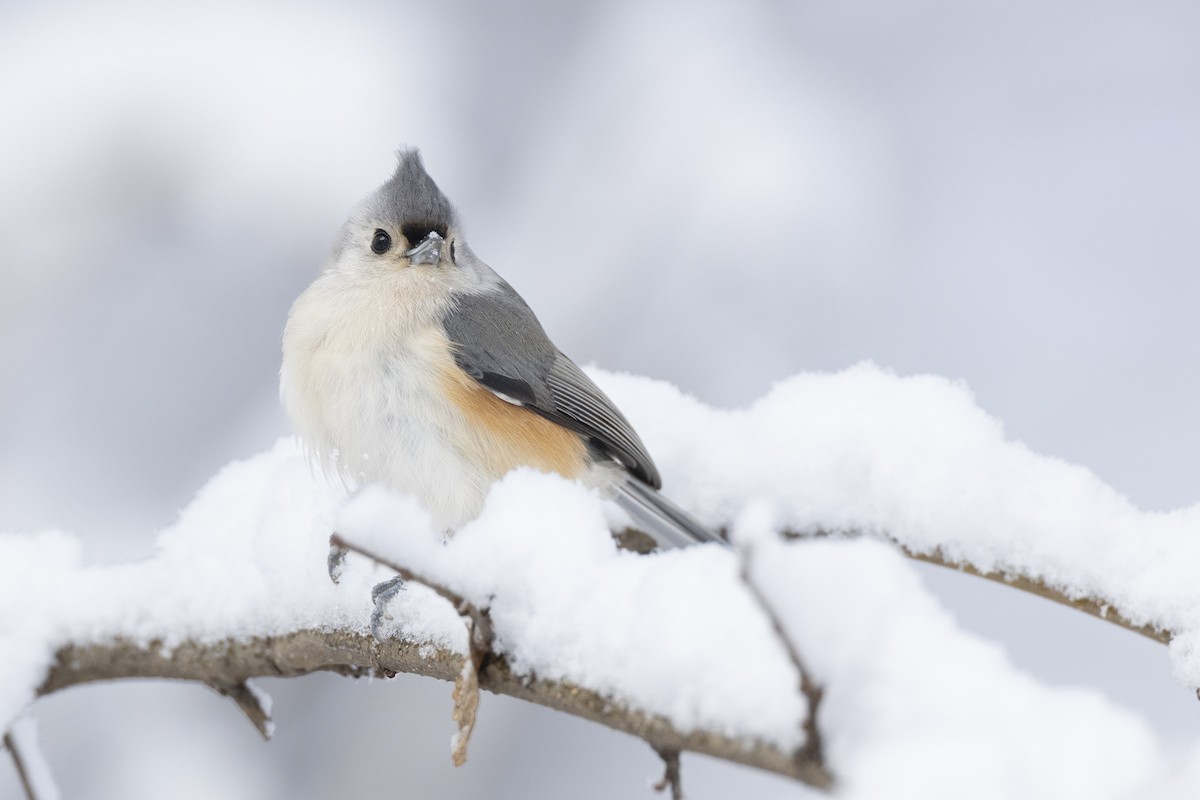 Herrerillo Bicolor - ML647125257