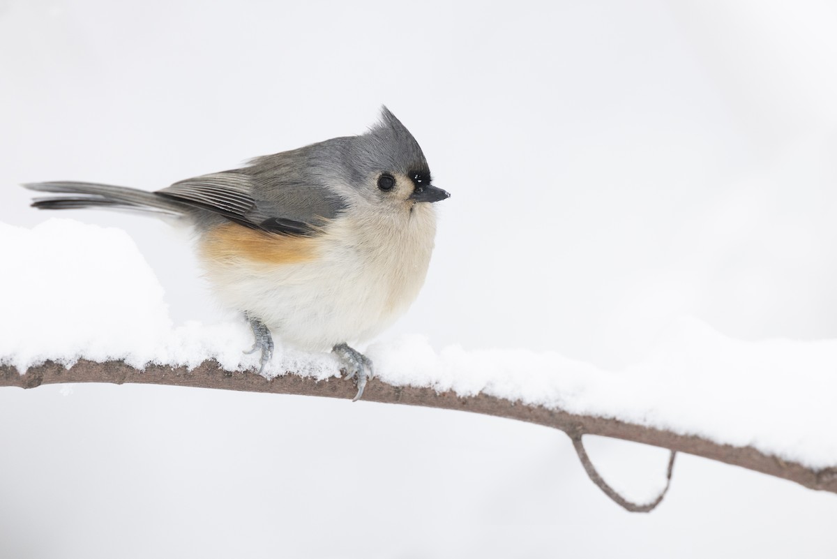 Herrerillo Bicolor - ML647125258