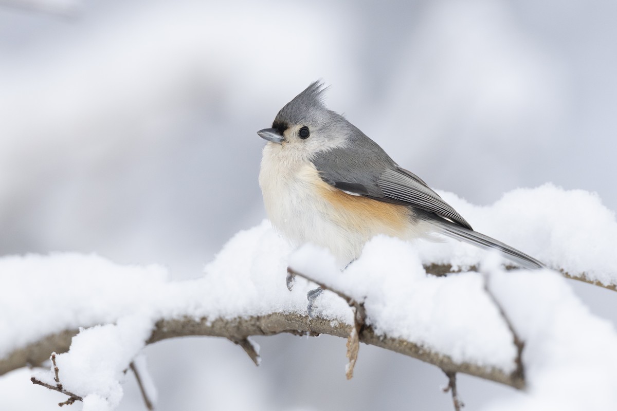 Herrerillo Bicolor - ML647125259