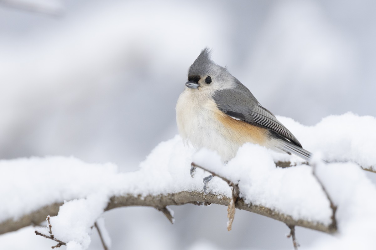 Herrerillo Bicolor - ML647125260