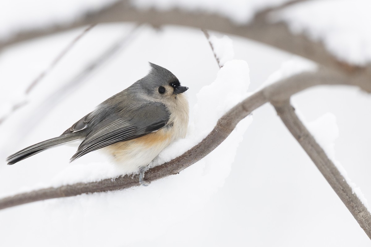 Herrerillo Bicolor - ML647125261