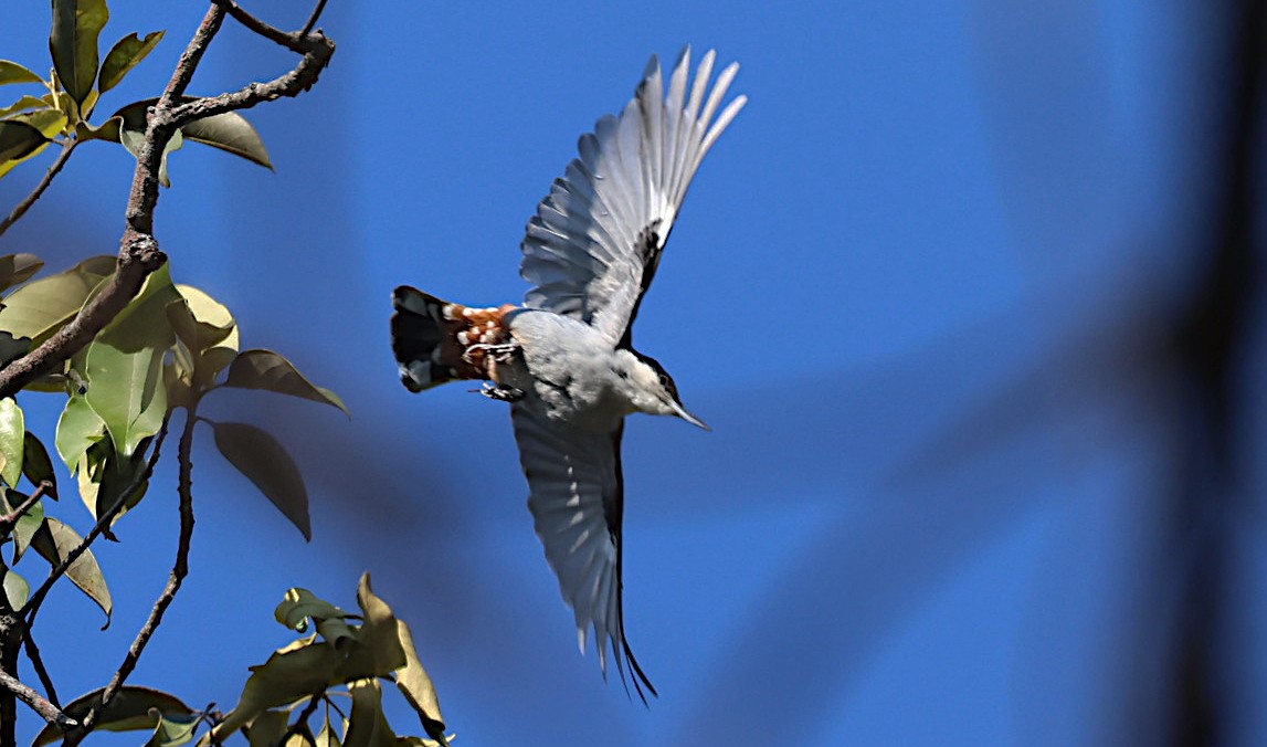 Trepador Gigante - ML647125262