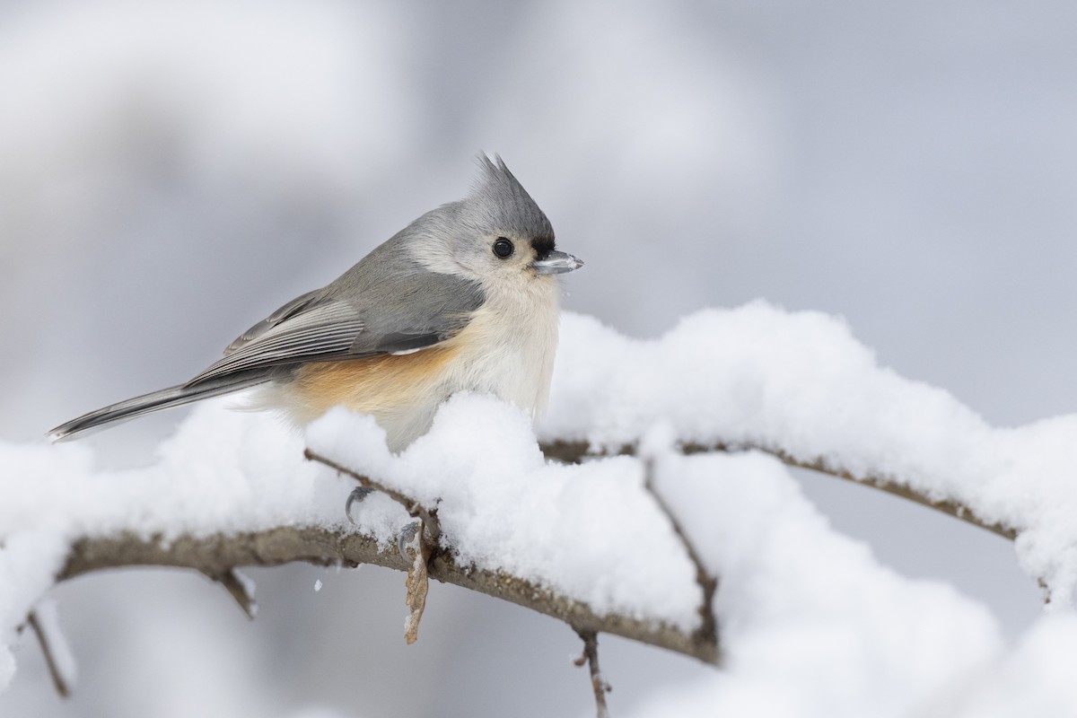 Herrerillo Bicolor - ML647125263