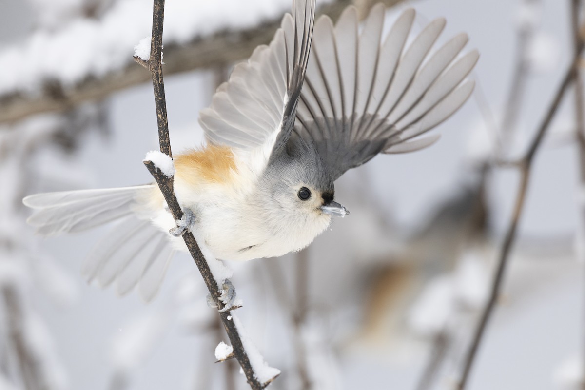 Herrerillo Bicolor - ML647125264