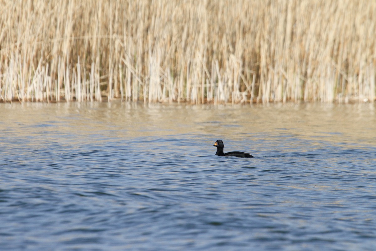 Common Scoter - ML647125269
