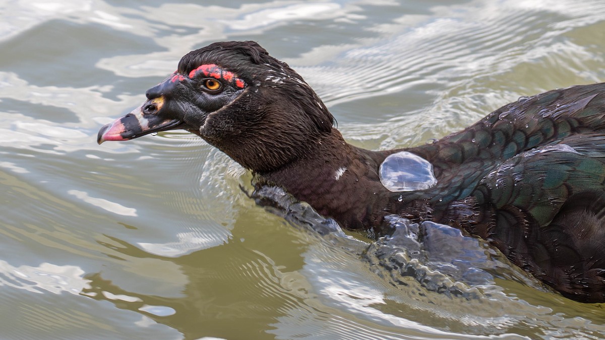 Pato Criollo - ML647125270