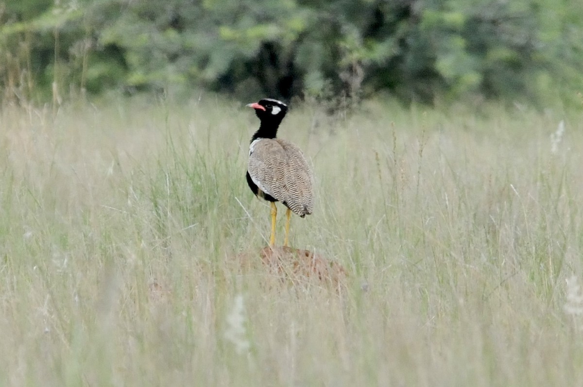 Sisón Negro Aliclaro - ML647125271