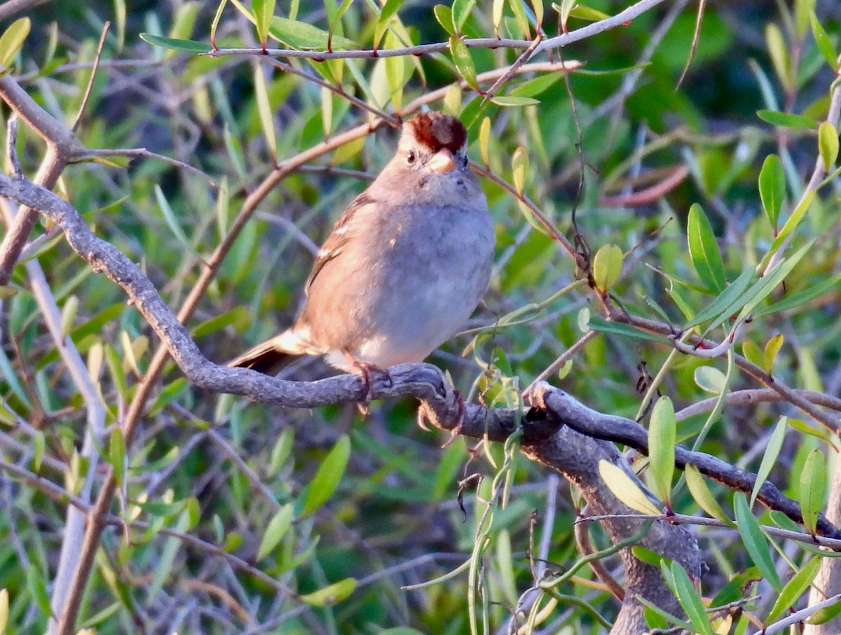 White-crowned Sparrow - ML647125273