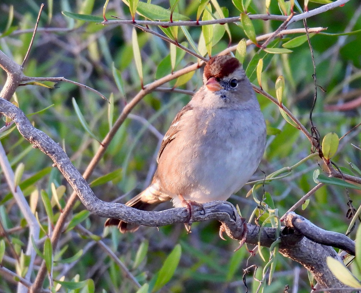 White-crowned Sparrow - ML647125274