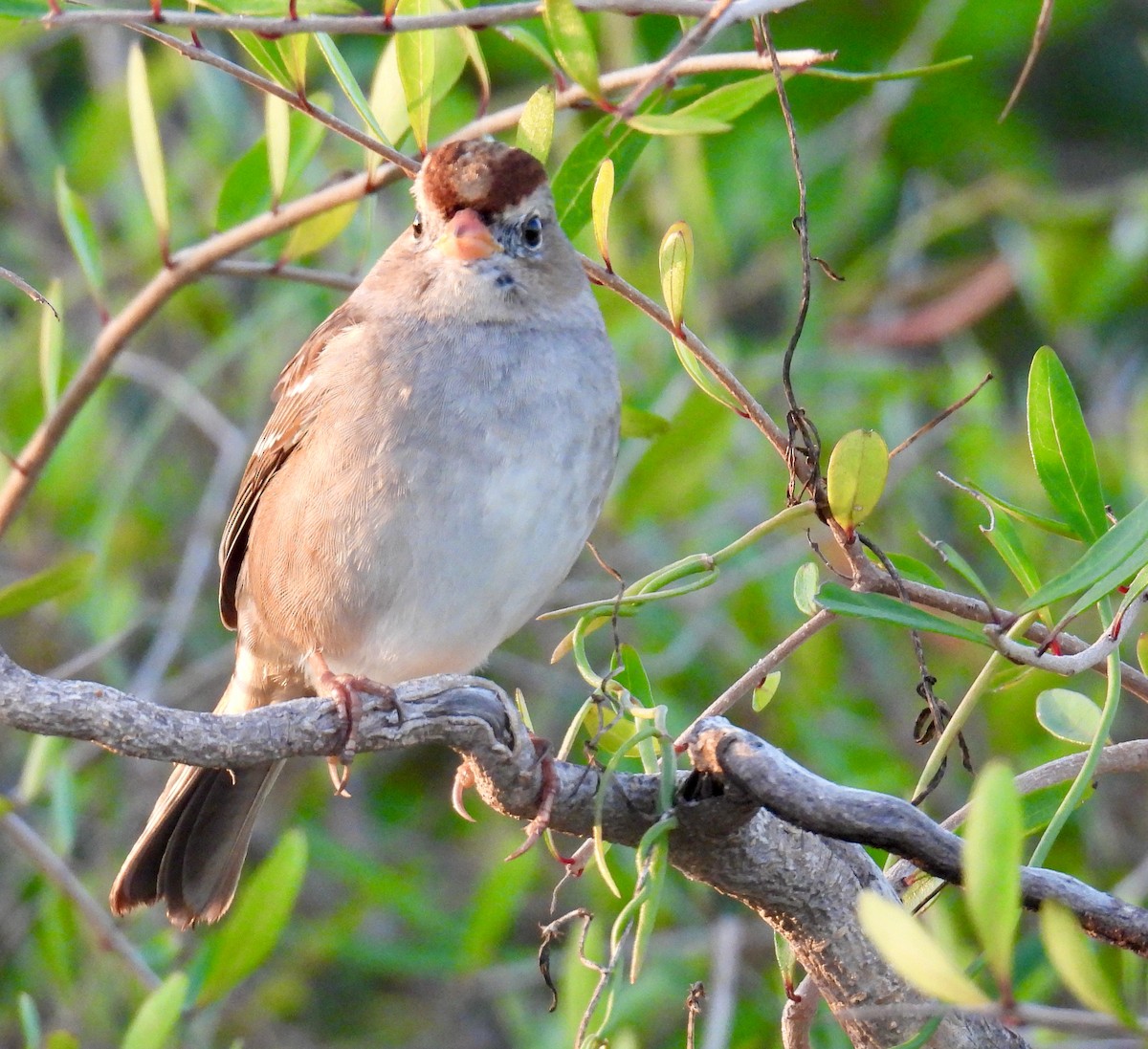 White-crowned Sparrow - ML647125275