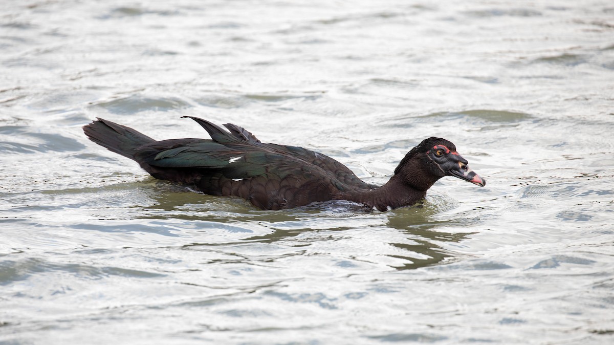 Pato Criollo - ML647125276