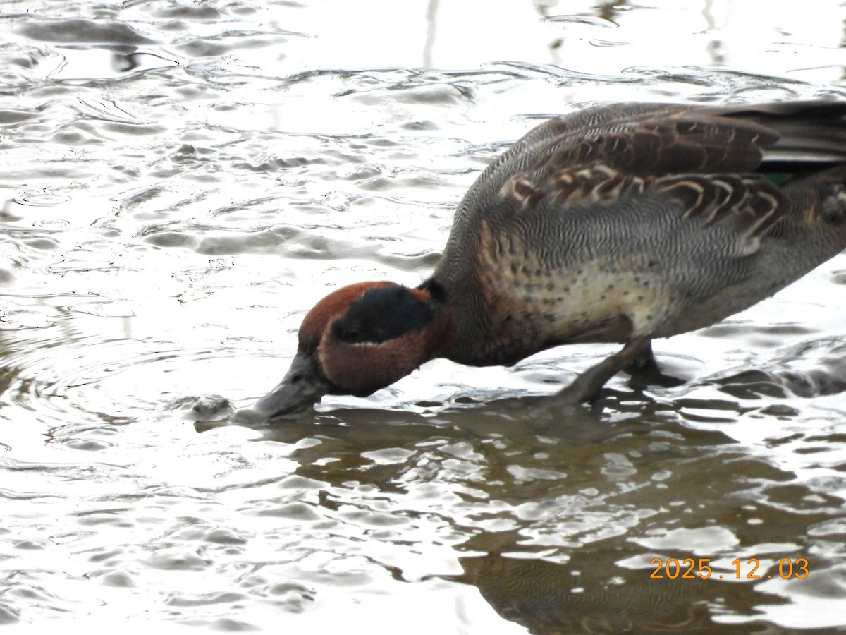 שרשיר - ML647125280