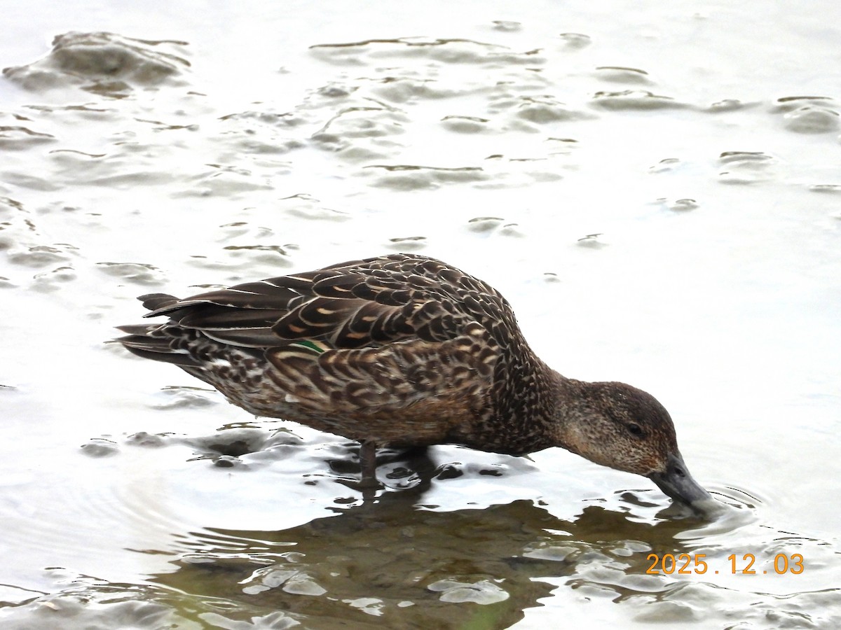 שרשיר - ML647125281