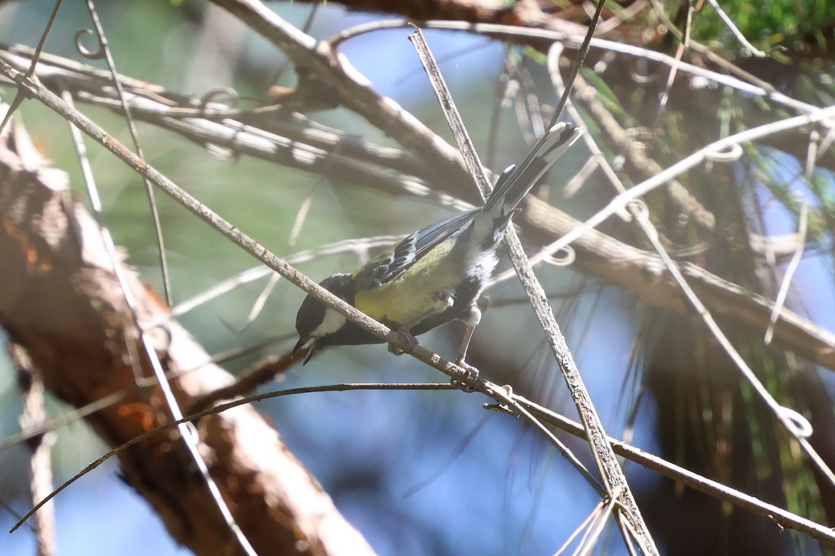 Green-backed Tit - ML647125282