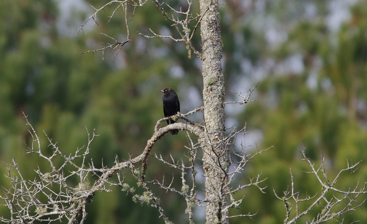 Zanate Canadiense - ML647125284