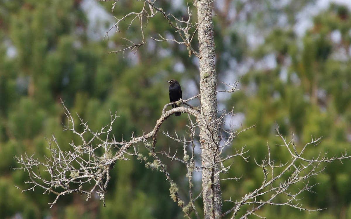 Zanate Canadiense - ML647125285