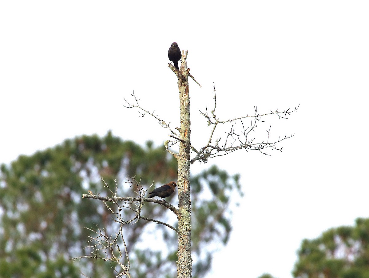 Zanate Canadiense - ML647125286