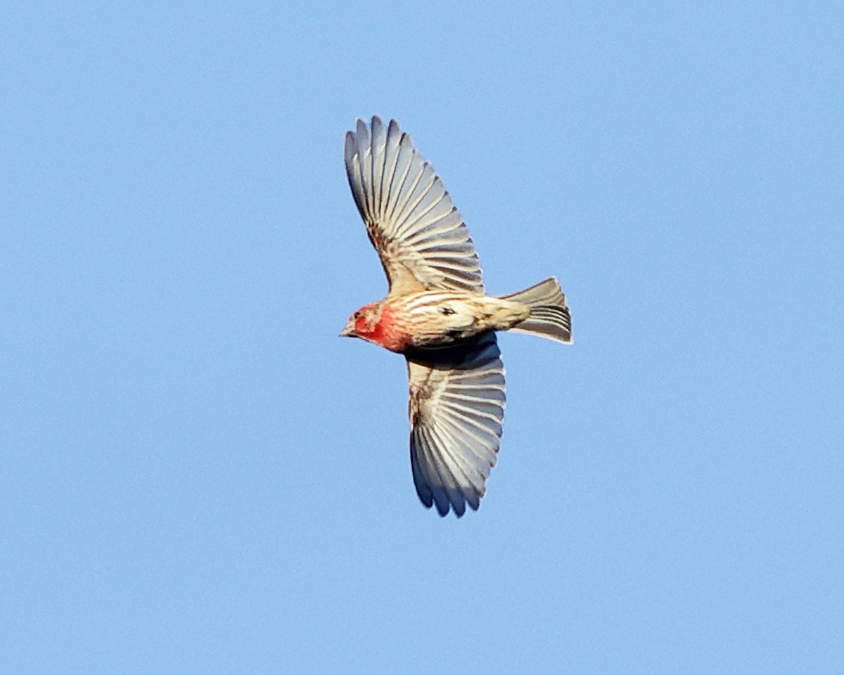 Roselin familier - ML647125297