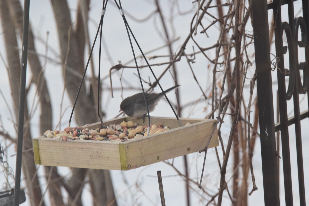 Dark-eyed Junco (cismontanus) - ML647125298