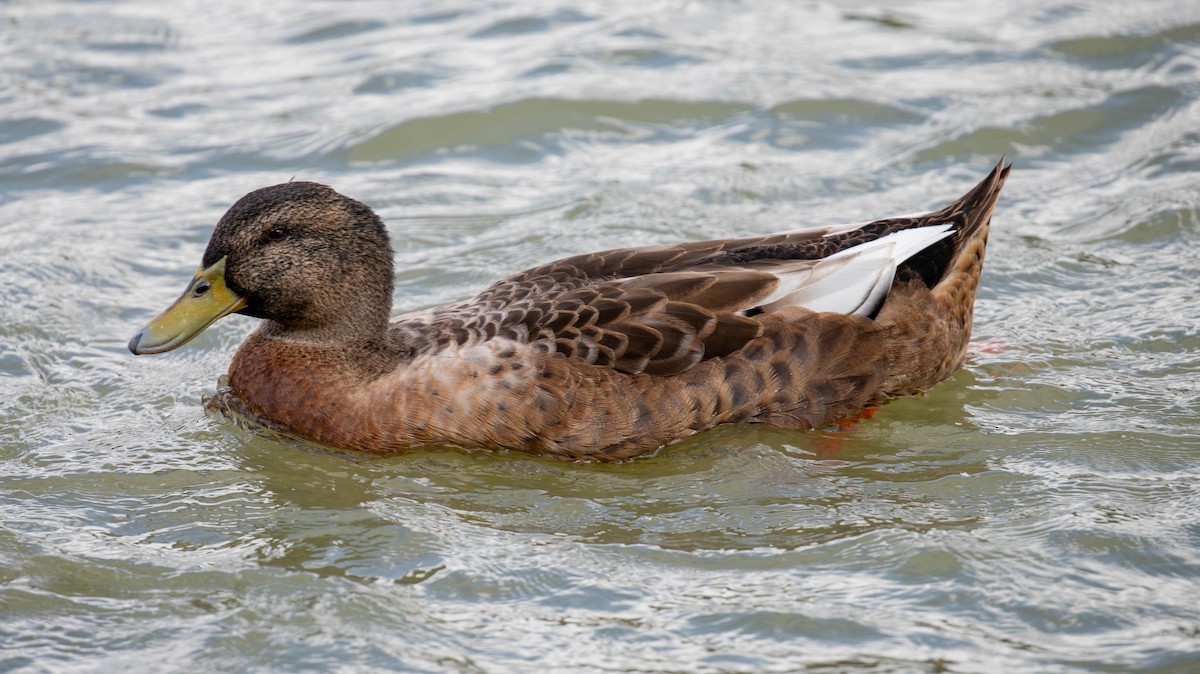 Mallard (Domestic type) - ML647125301