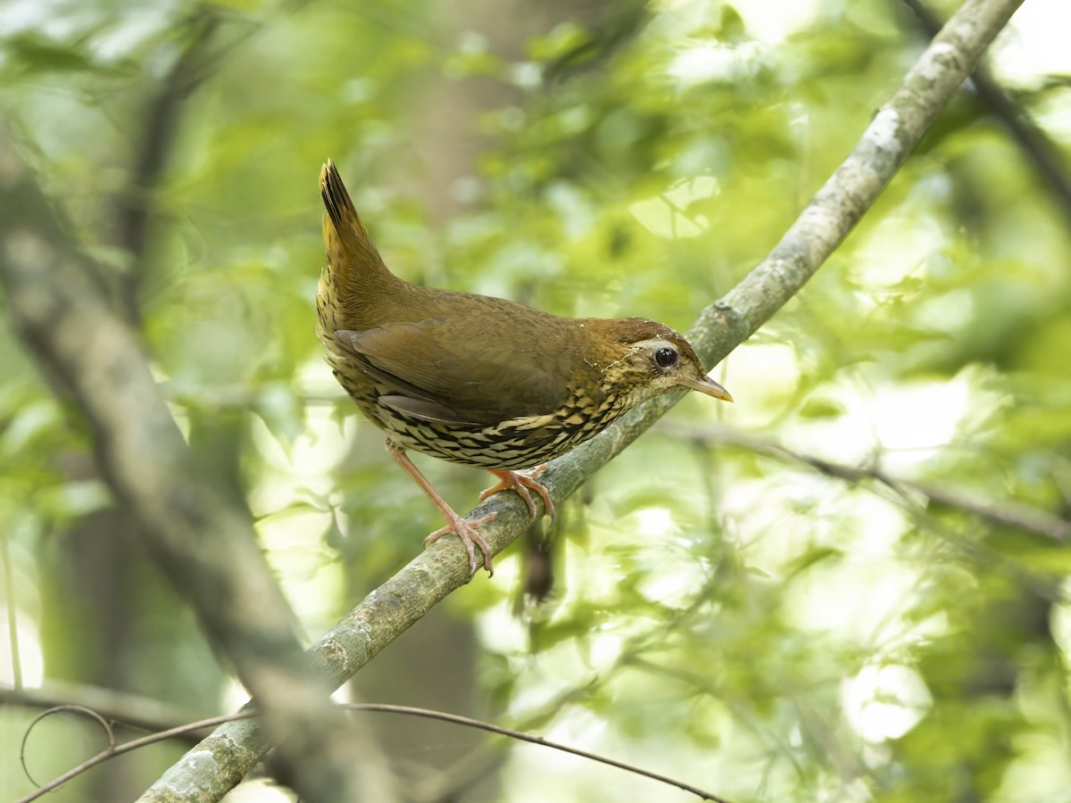 Short-tailed Antthrush - ML647125302