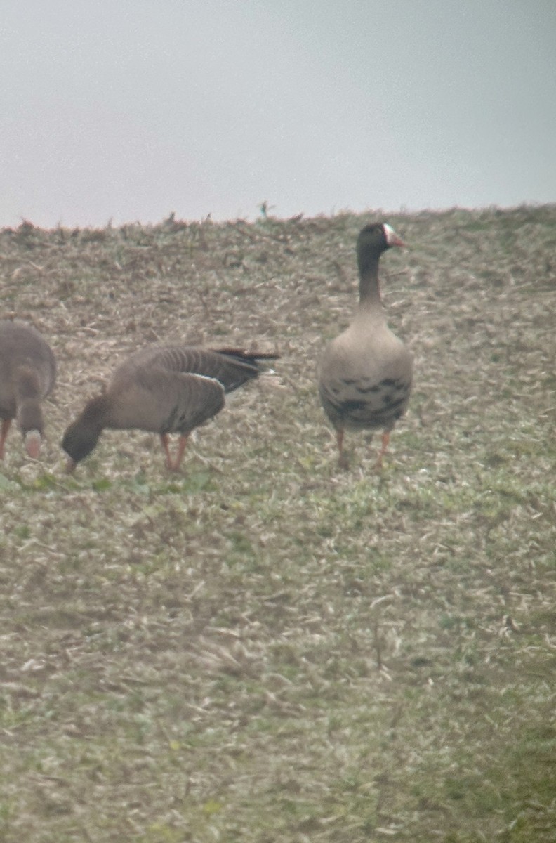 Lesser White-fronted Goose - ML647125307