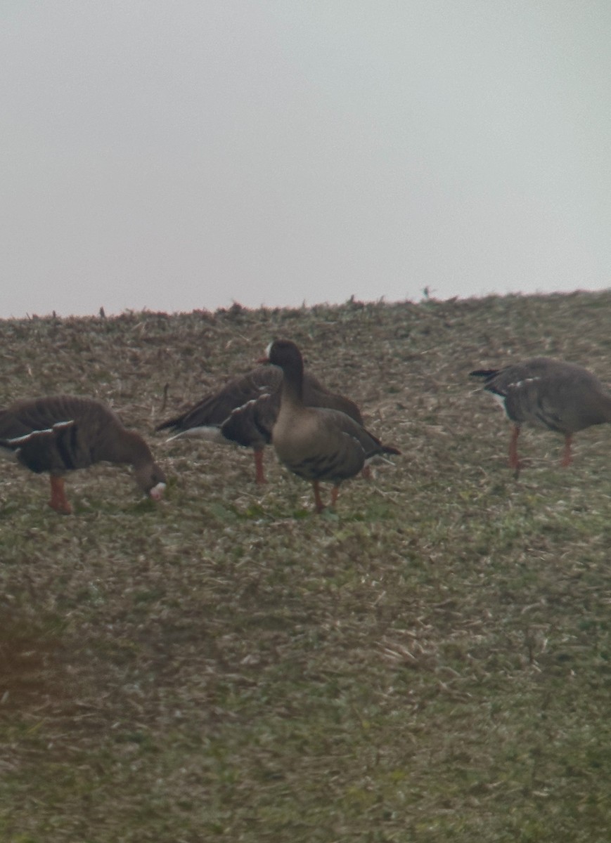 Lesser White-fronted Goose - ML647125308