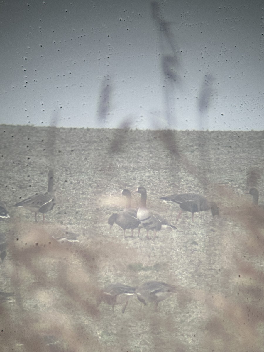 Lesser White-fronted Goose - ML647125309