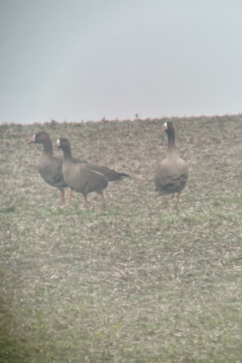 Lesser White-fronted Goose - ML647125310