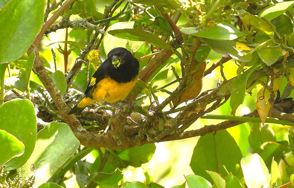 Yellow-bellied Siskin - ML647125311