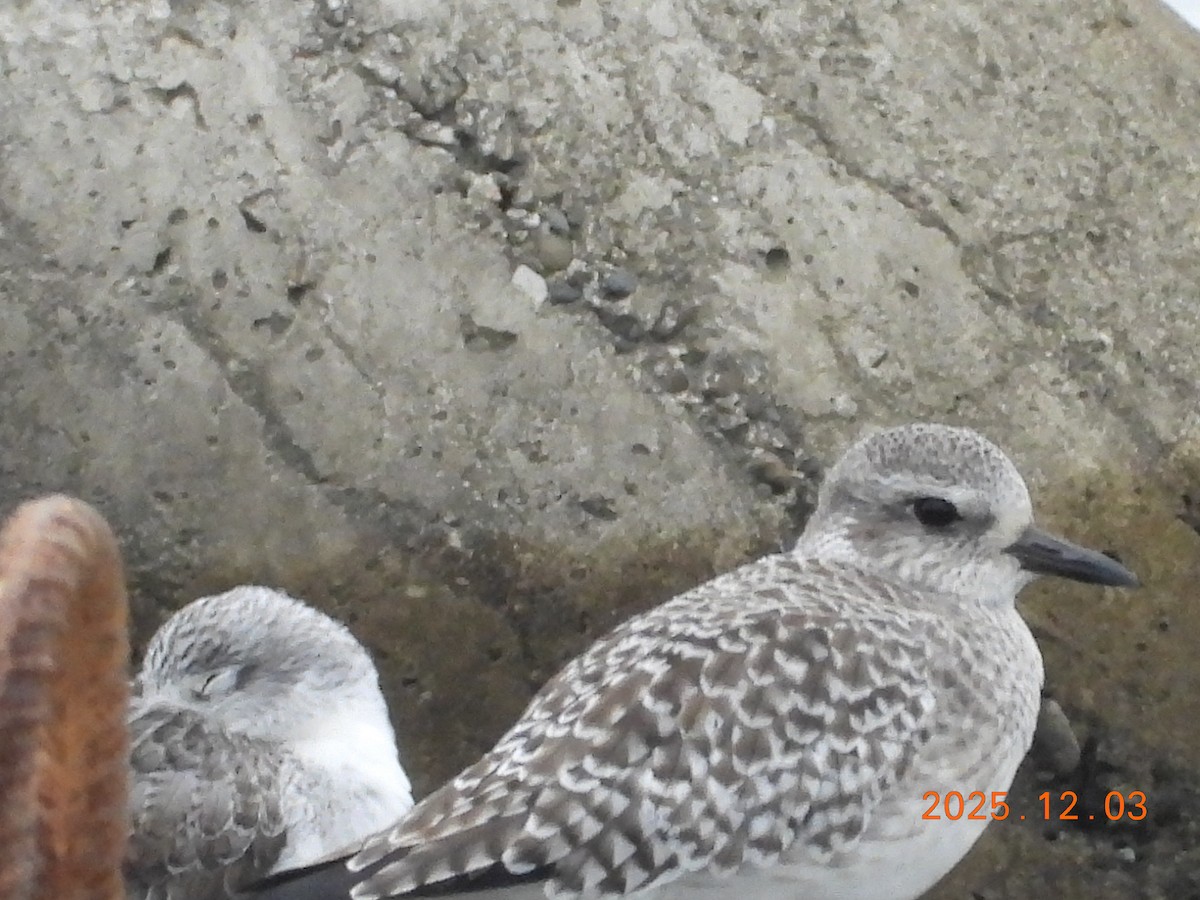 חופזי מנומר - ML647125314