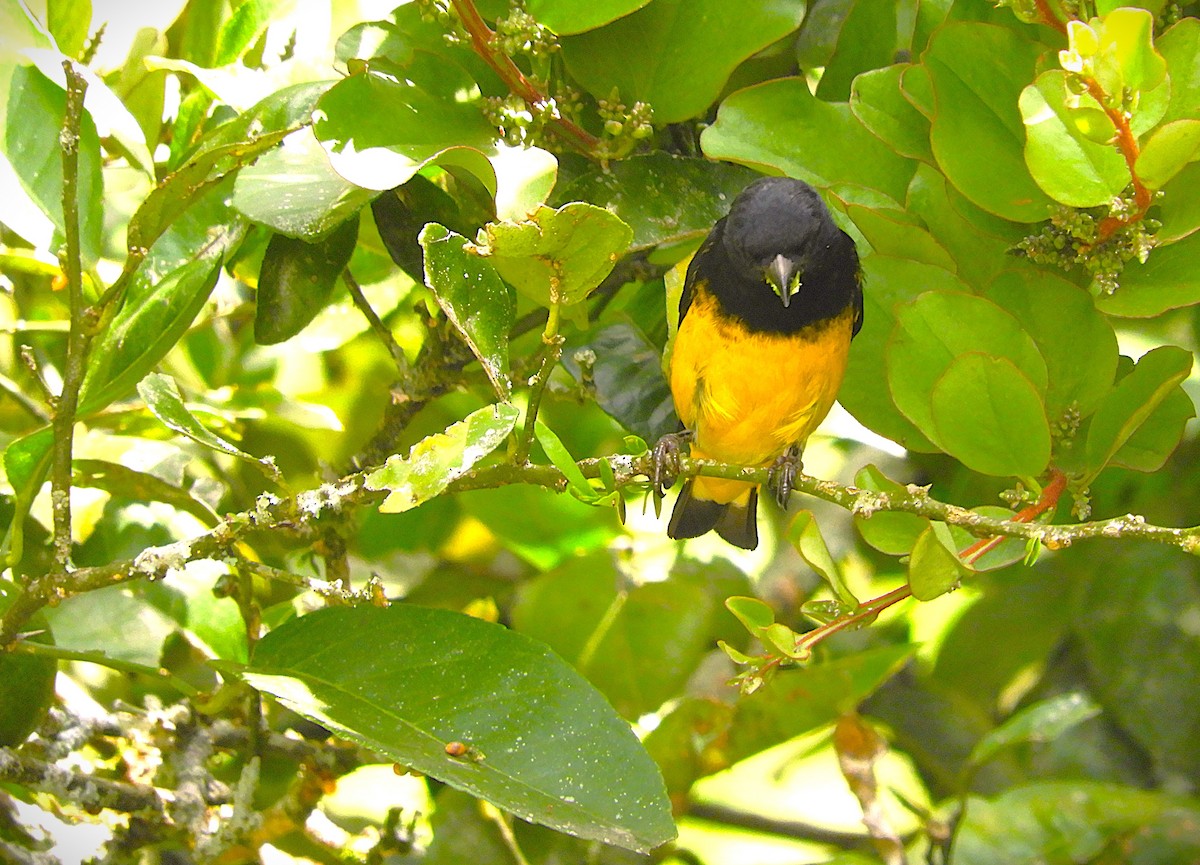 Yellow-bellied Siskin - ML647125315