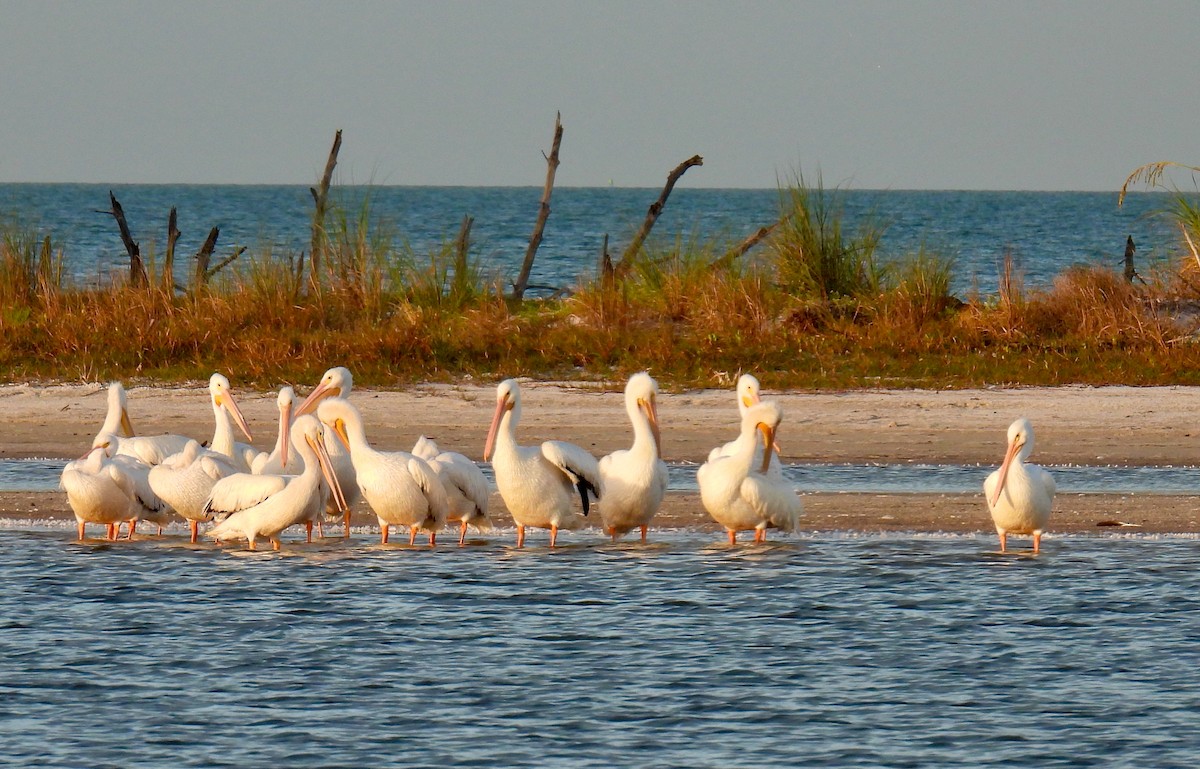 American White Pelican - ML647125316