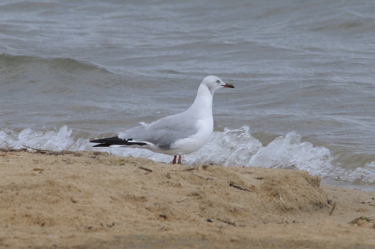 Gray-hooded Gull - ML647125317